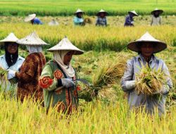 Desa Jadi Kunci Kemandirian Pangan, Pemerintah Perkuat Lumbung Pangan Lokal