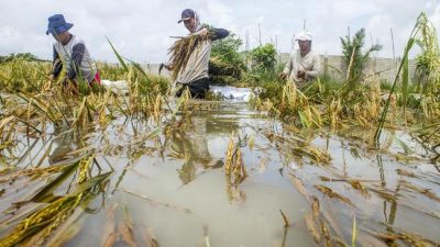 Ratusan Hektare Sawah dan Enam Rumah Hanyut Akibat Banjir Bandang di Solok